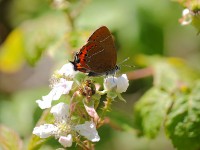 black-hairstreak-55772883