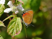 black-hairstreak-56072884