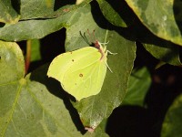 brimstone-63802182