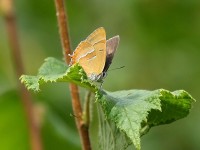 brown-hairstreak-58623081