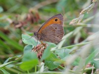 meadow-brown-09862958