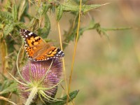 painted-lady-23353147
