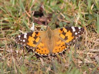painted-lady-23573142