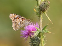 painted-lady-24093153