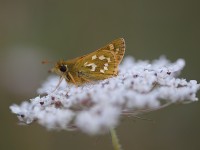 silver-spotted-skipper-19293067-19-30-57