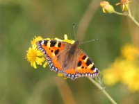small-tortoiseshell-23463151