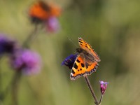 small-tortoiseshell-31633197