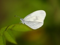 wood-white-55042878