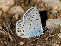 AMANDA'S BLUE_J4X6344