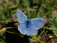 Adonis Blue_J4X5195