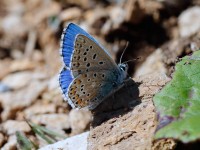 Adonis Blue_J4X5269