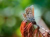 Chequered Blue_J4X6368