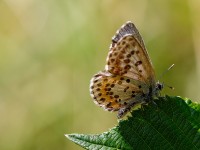 Chequered Blue_J4X6449