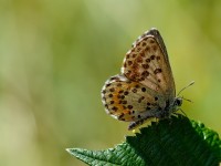 Chequered Blue_J4X6457