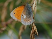 Eastern Large Heath_J4X4939
