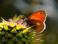 Eastern Large Heath_J4X4940