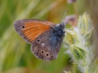 Eastern Large Heath_J4X5087