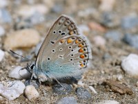 Escher's Blue_J4X4440