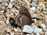 Great Sooty Satyr_J4X6042