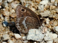 Great Sooty Satyr_J4X6046