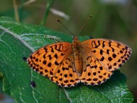 Marbled Fritillary_J4X4878