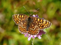 Knapweed Fritillary_J4X5939