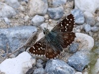 Olive Skipper_J4X4632