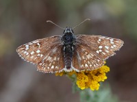 Yellow-banded Skipper_J4X4607