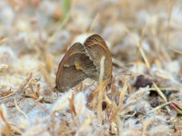 Aegean Meadow Brown_M2A9732