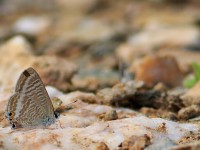 Long-tailed Blue_M2A9712