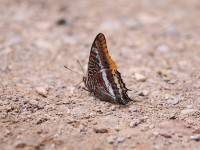 Two-tailed Pasha -02972826