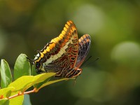 Two-tailed-Pasha-74754197