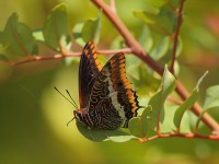 Two-tailed-Pasha-FLICKR-75054196