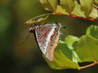 Two-tailed-Pasha-FLICKR-75344195