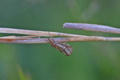Chrysocrambus-cassentiniellus-_43A5534