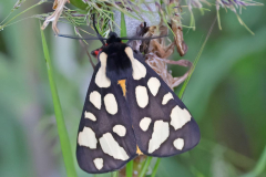 Cream-Spot-Tiger-Moth-_43A2292