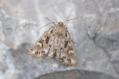 Feathered-Ear-Pachetra-sagittigera-_43A2268