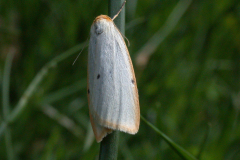 Four-Dotted-Footman-24thJune07-142