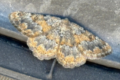 Chariissa variegata - Sierra de Andujar, Andalucia, Spain - 6th February 2025 - Tony Davison