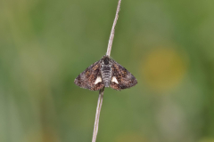 Small-Yellow-Underwing-_43A2478