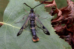 Welsh-Clearwing-24thJune07-125-copy