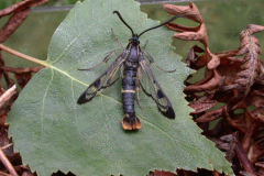 Welsh-Clearwing-24thJune07-126