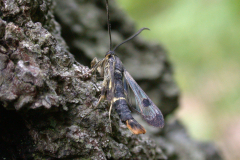 Welsh-Clearwing-24thJune07-131