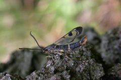 Welsh-Clearwing-24thJune07-137