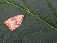Acleris forsskaleana DSC01003