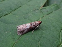 Acrobasis advenella DSC00963