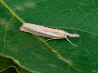 Agriphila selasella_J4X4007