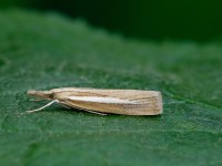 Agriphila selasella_J4X4070