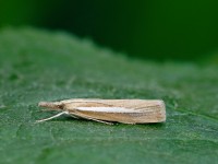 Agriphila selasella_J4X4074