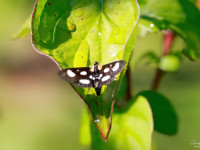 Anania-funebris (White-spotted Sable) 